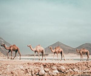 Requisitos de visado en Omán para residentes en EAU